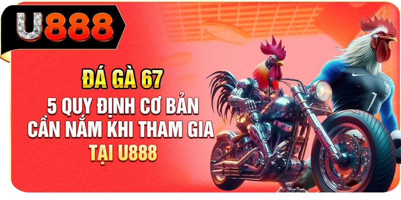 Đá Gà 67 - 5 Quy Định Cơ Bản Cần Nắm Khi Tham Gia Tại U888
